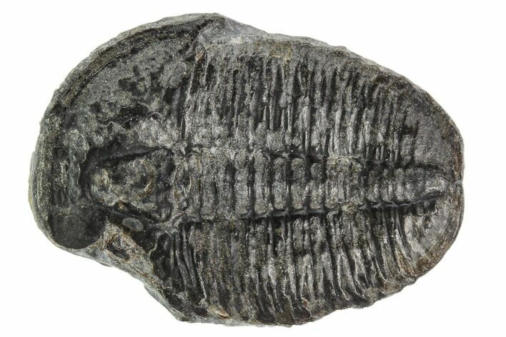 Elrathia Trilobite Fossil - Utah #108633